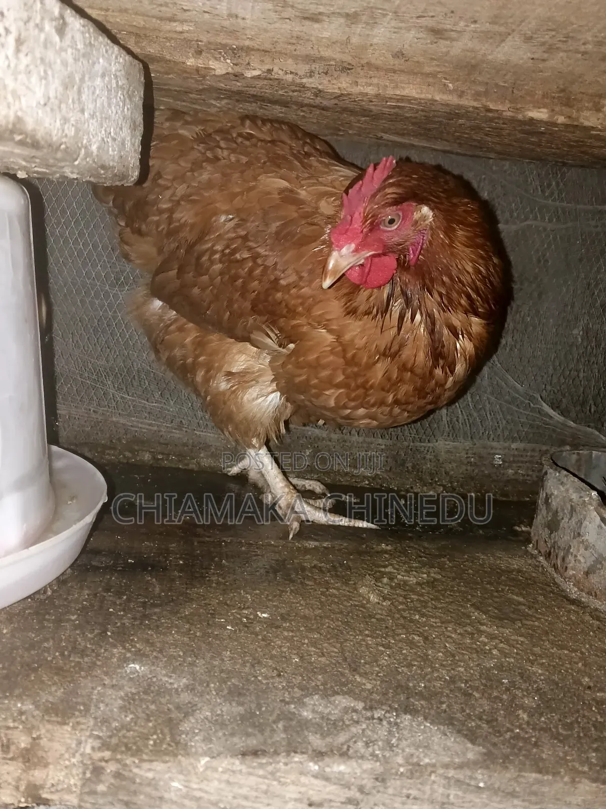Layers Chicken