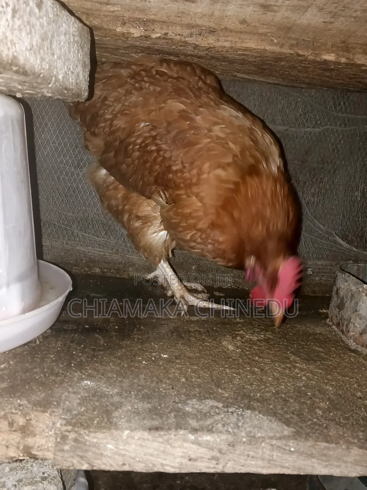 Layers Chicken
