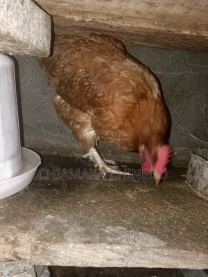 Layers Chicken