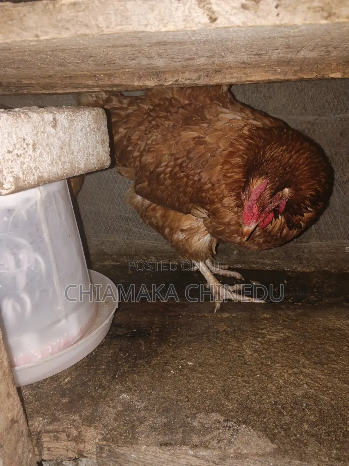 Layers Chicken