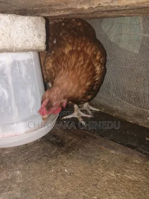 Layers Chicken