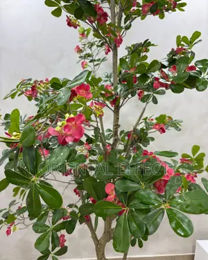 Artificial Red Exotica Tree 250cm | Artificial Plant Nigeria