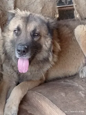 1+ year Male Purebred Caucasian Shepherd