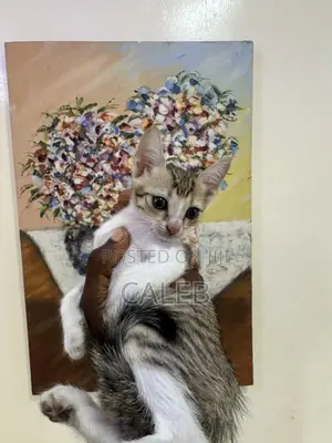 1-3 months Female Purebred American Shorthair