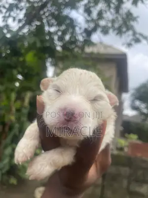 1-3 months Male Purebred American Eskimo
