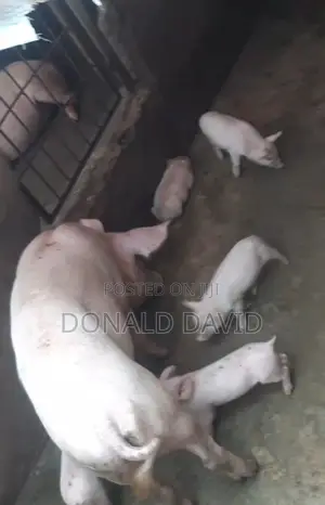 Healthy Male and Female Pigs Are Now Available