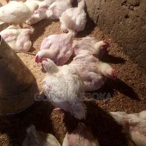Chicken (Broilers)