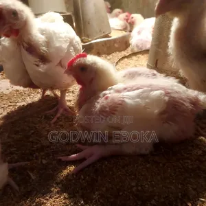 Chicken (Broilers)