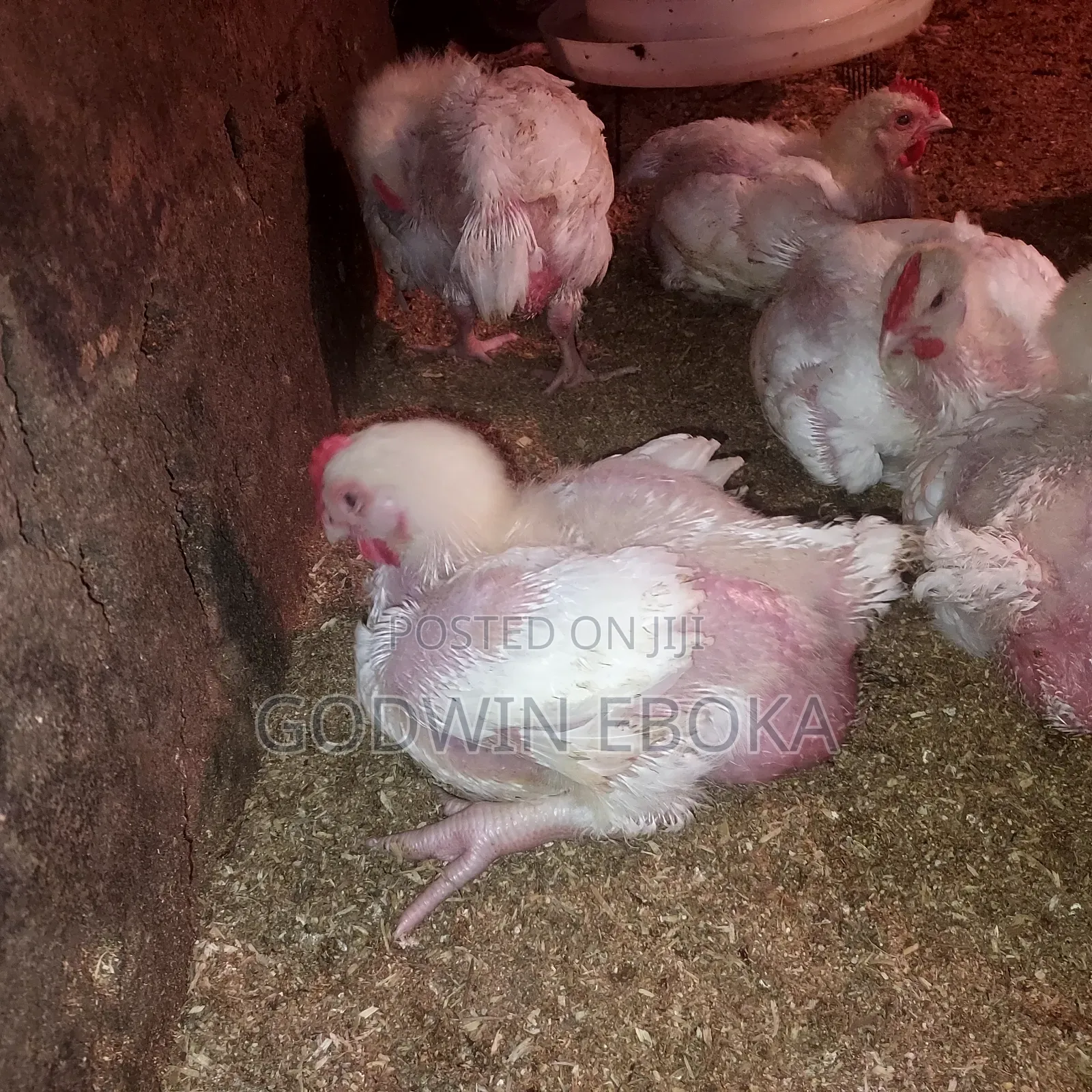 Chicken (Broilers)