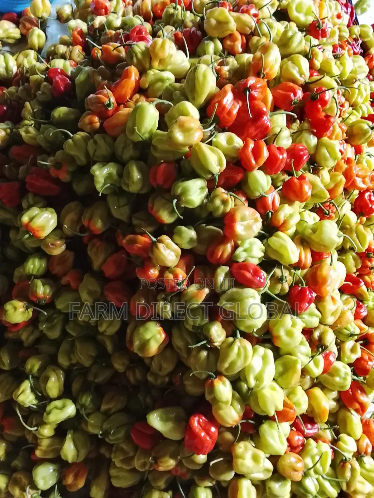 Habanero Pepper