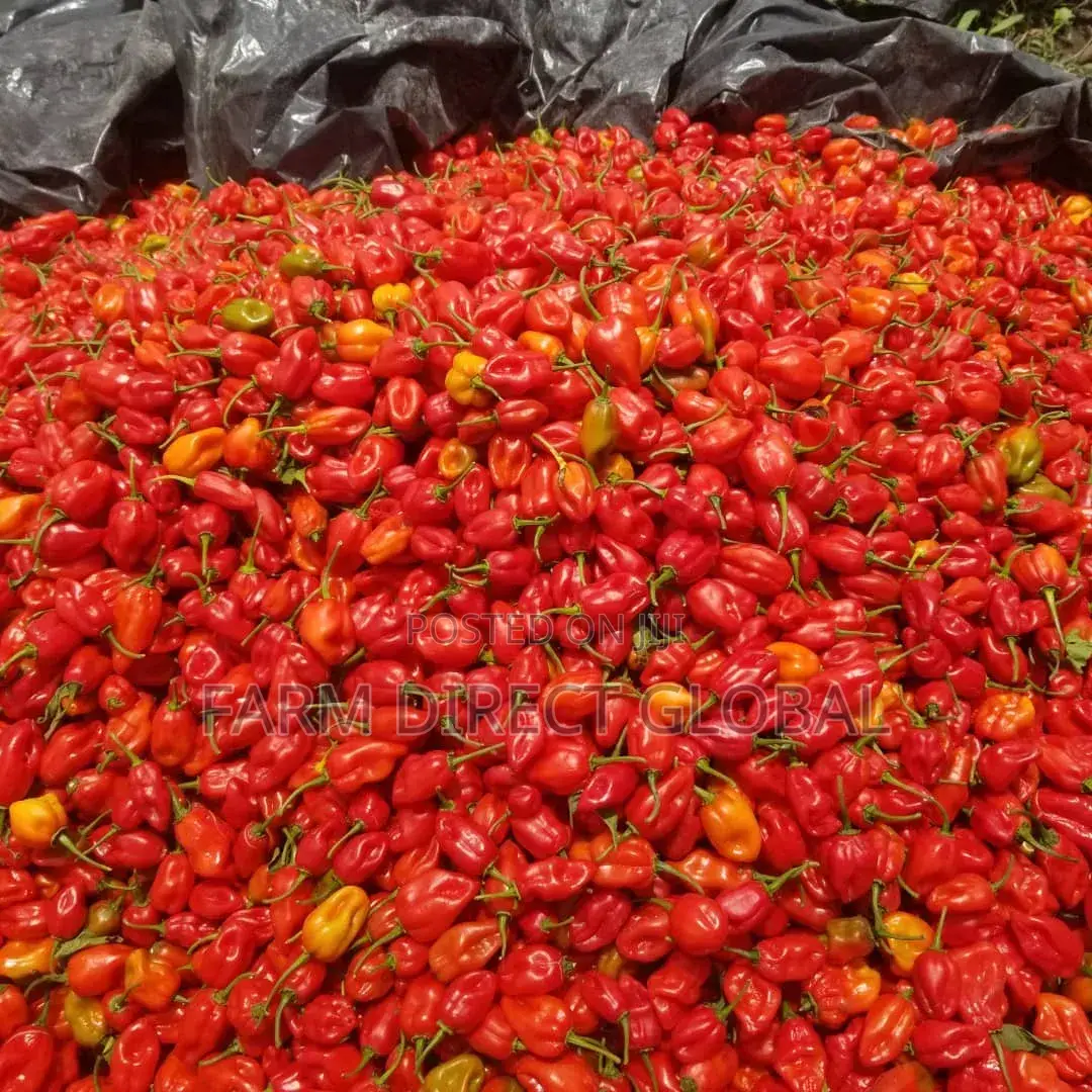 Habanero Pepper