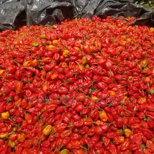 Habanero Pepper