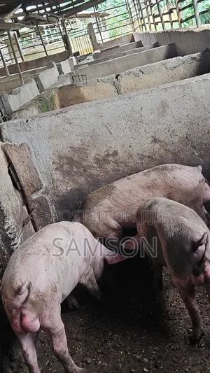Butcher Pigs
