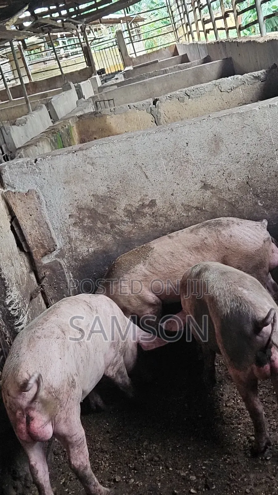 Butcher Pigs
