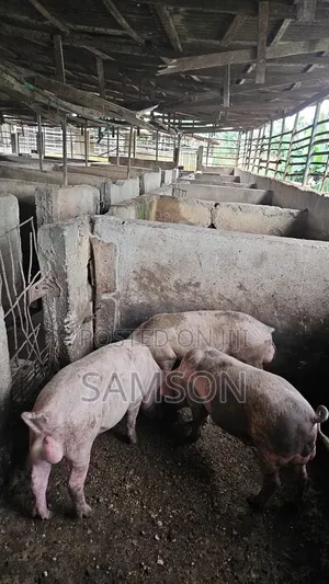 Butcher Pigs
