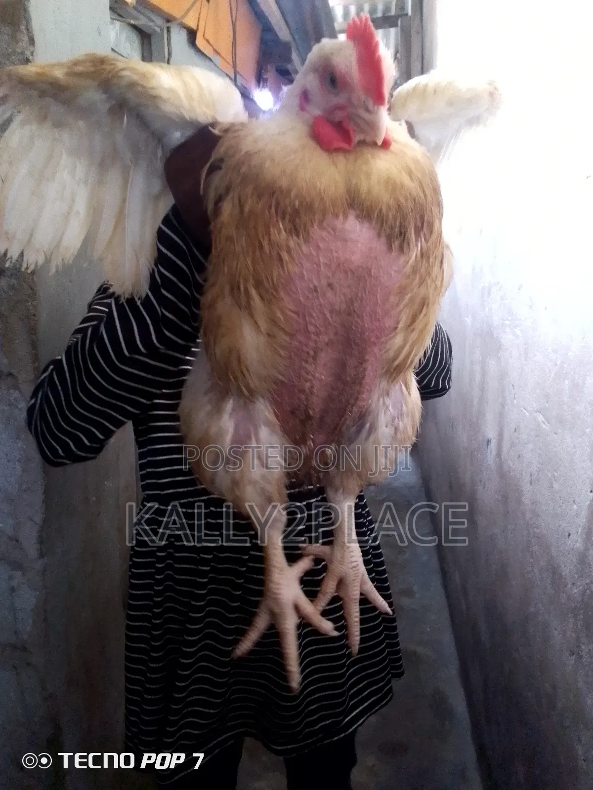 Broiler Chickens