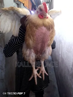 Broiler Chickens