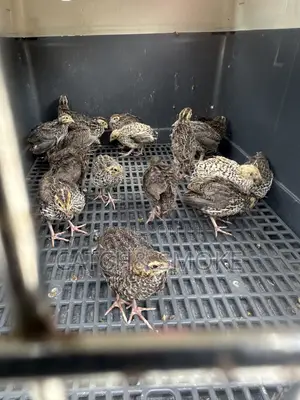 6-8weeks Quail Birds Point of Lay