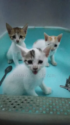 1-3 months Male Purebred American Shorthair