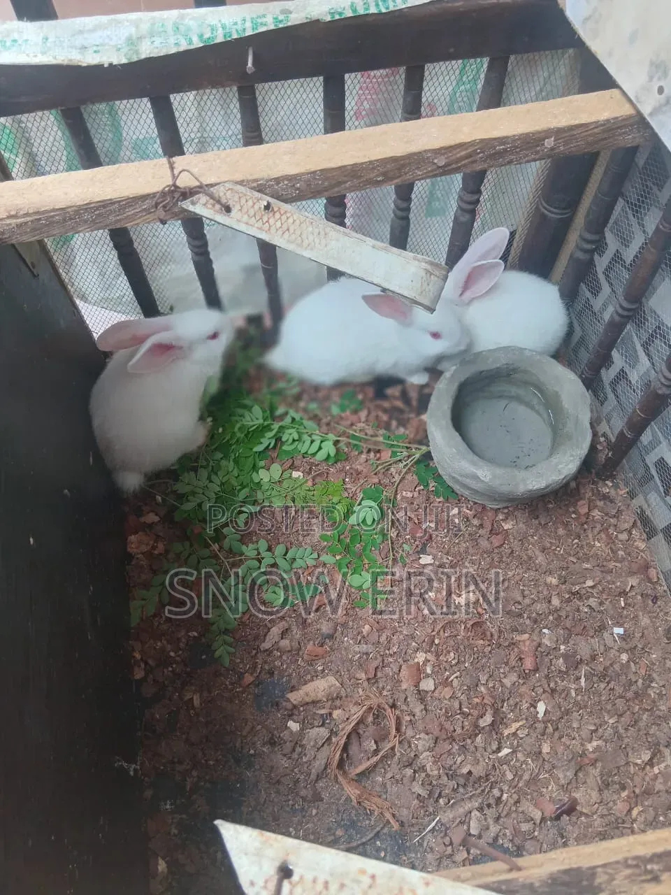 Rabbits Available