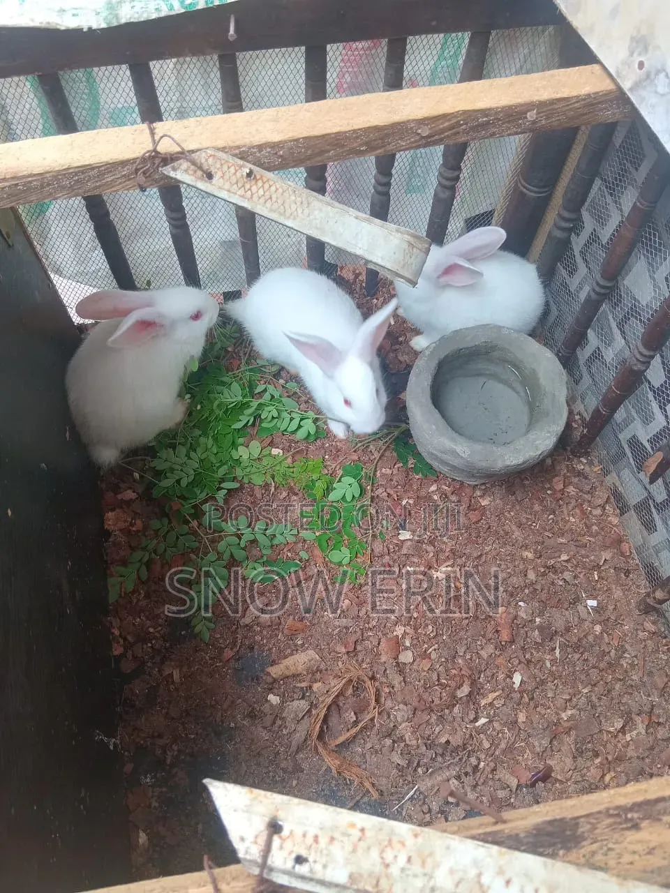 Rabbits Available