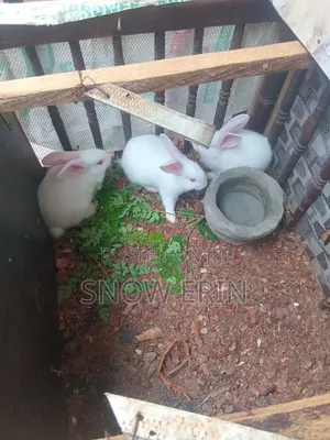 Rabbits Available