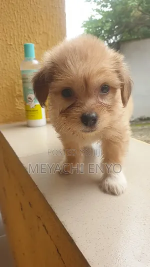 1-3 months Male Purebred Lhasa Apso