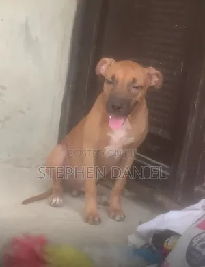 6-12 months Male Purebred Boerboel