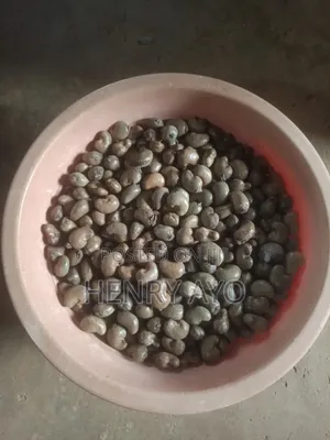 Raw Cashew Seed
