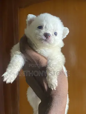 1-3 months Male Purebred American Eskimo