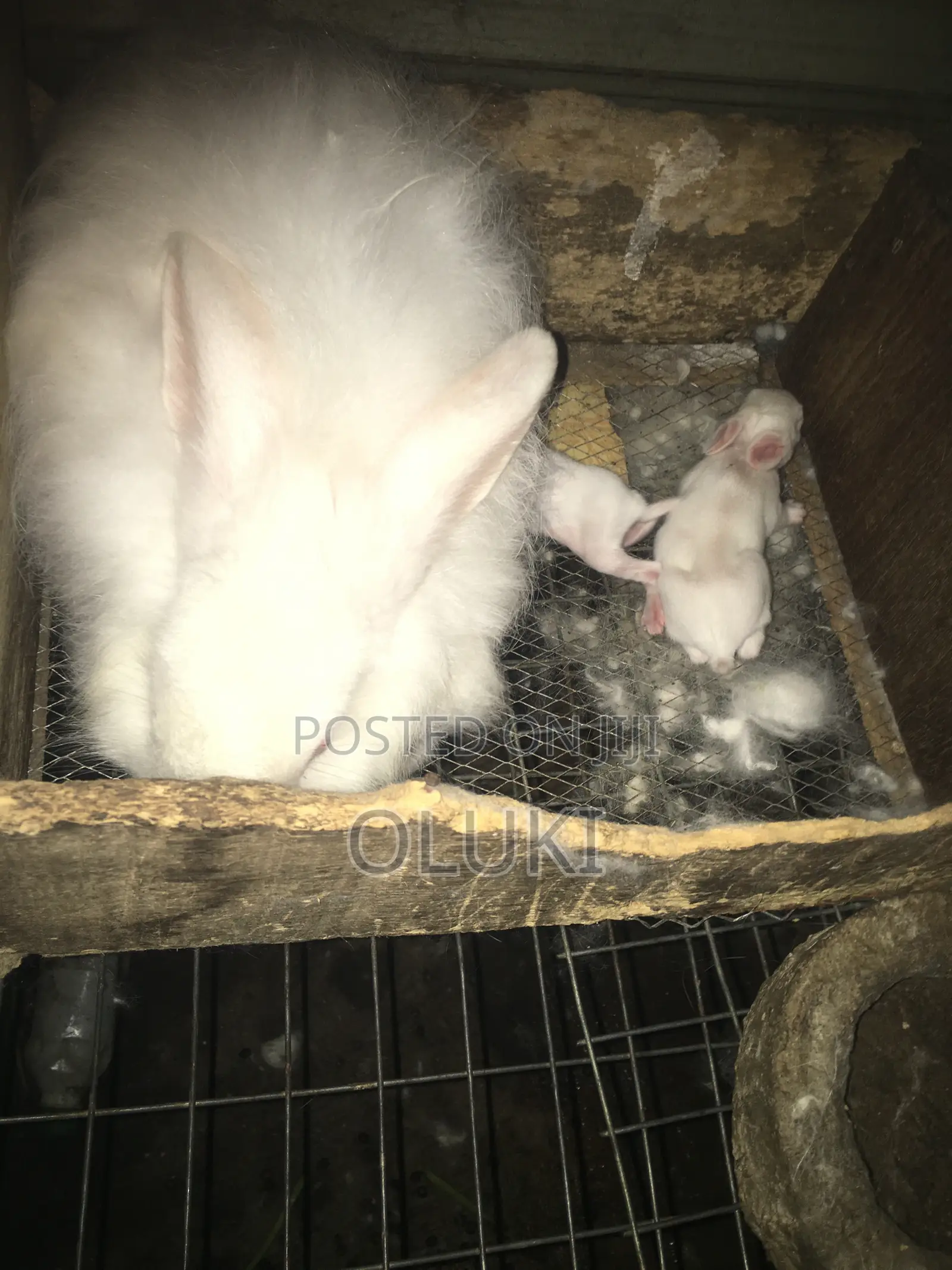 Angora Rabbit
