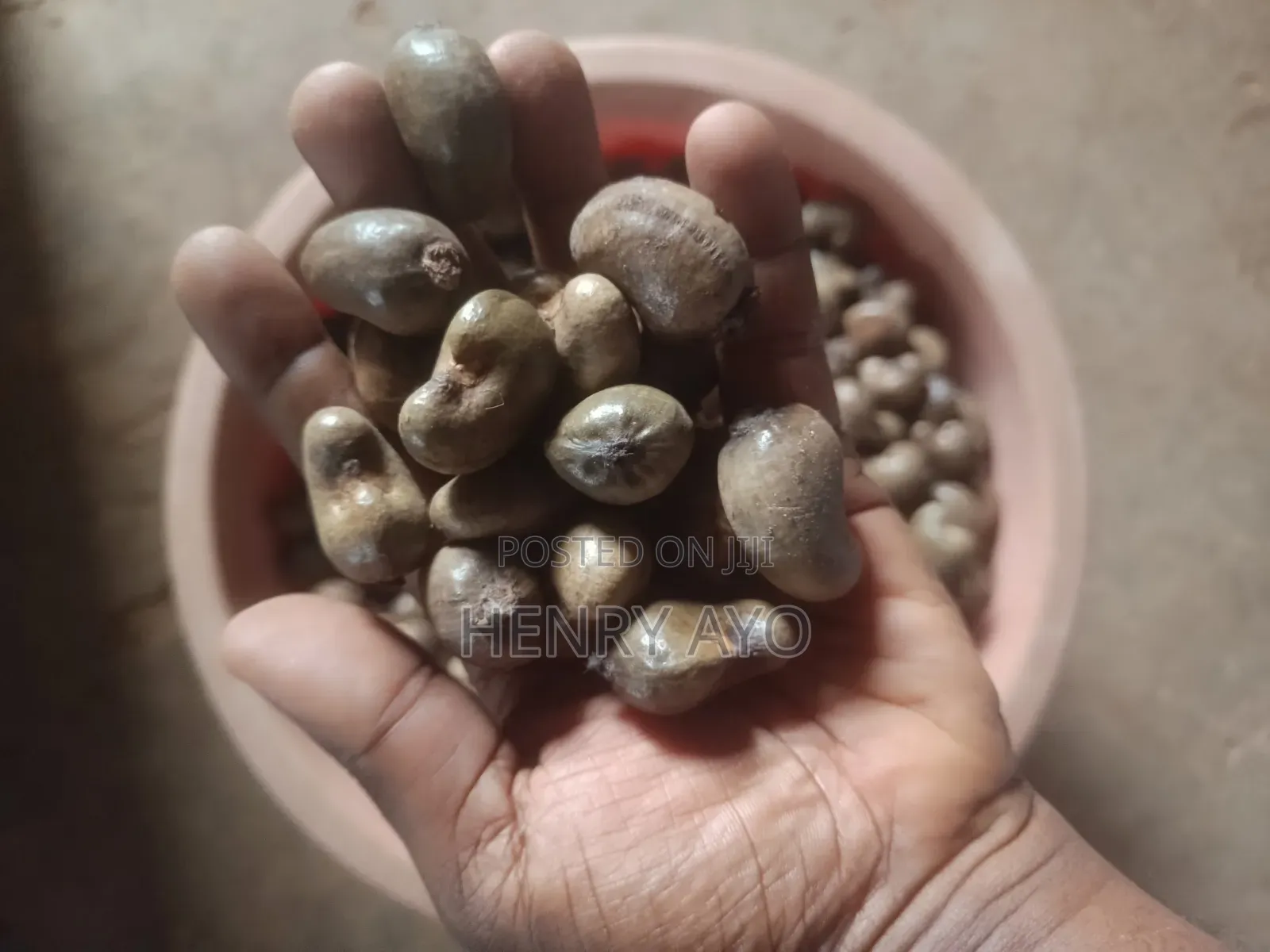 Raw Cashew Seed