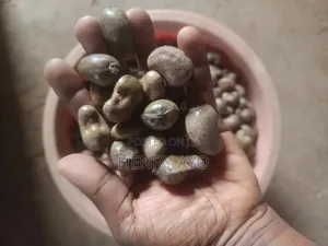 Raw Cashew Seed