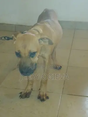 1+ year Female Purebred Boerboel