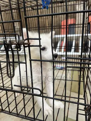 1-3 months Male Purebred American Eskimo