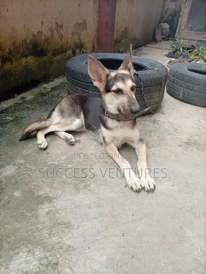 1+ year Female Purebred German Shepherd