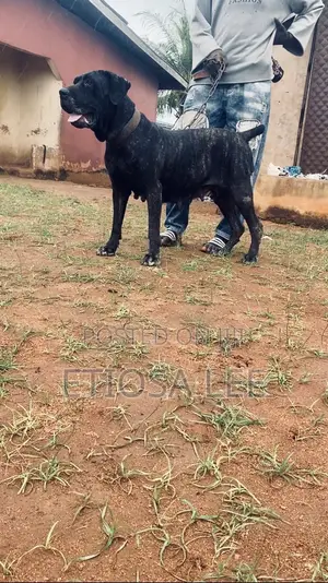 1+ year Female Purebred Cane Corso