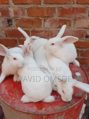 Foreign and Exotic Rabbits Available