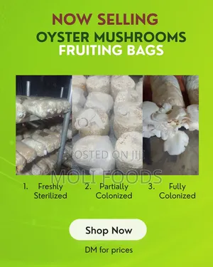 Premium Oyster Mushroom Fruiting Bags for Sale | MOLI FOODS