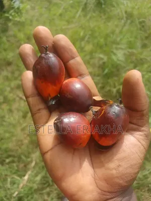 40 Acre Palm Oil Plantation for Sale