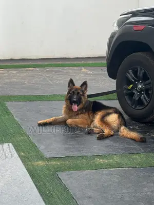 1+ year Male Purebred German Shepherd