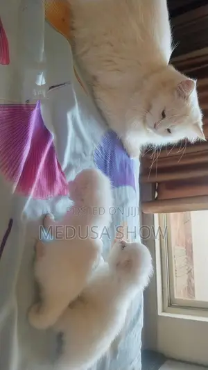 1-3 months Female Mixed Breed Persian