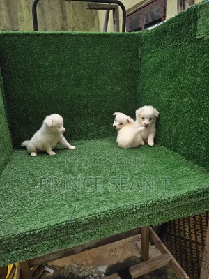 1-3 months Male Purebred American Eskimo
