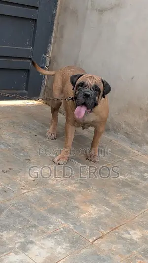 1+ year Female Purebred Bullmastiff