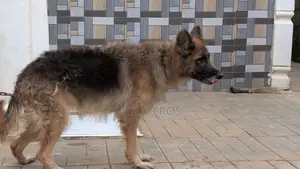 1+ year Female Purebred German Shepherd
