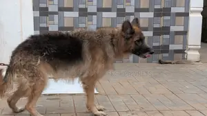 1+ year Female Purebred German Shepherd