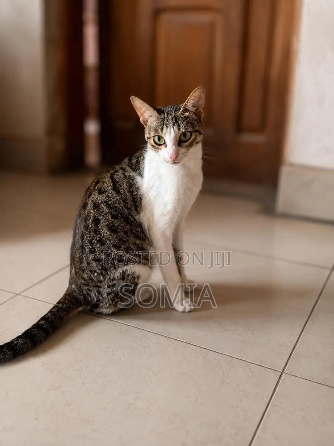 6-12 months Female Mixed Breed Tabby