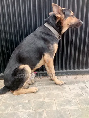 1+ year Male Purebred German Shepherd