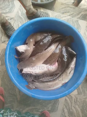 Catfish