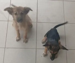 3-6 months Female Purebred German Shepherd